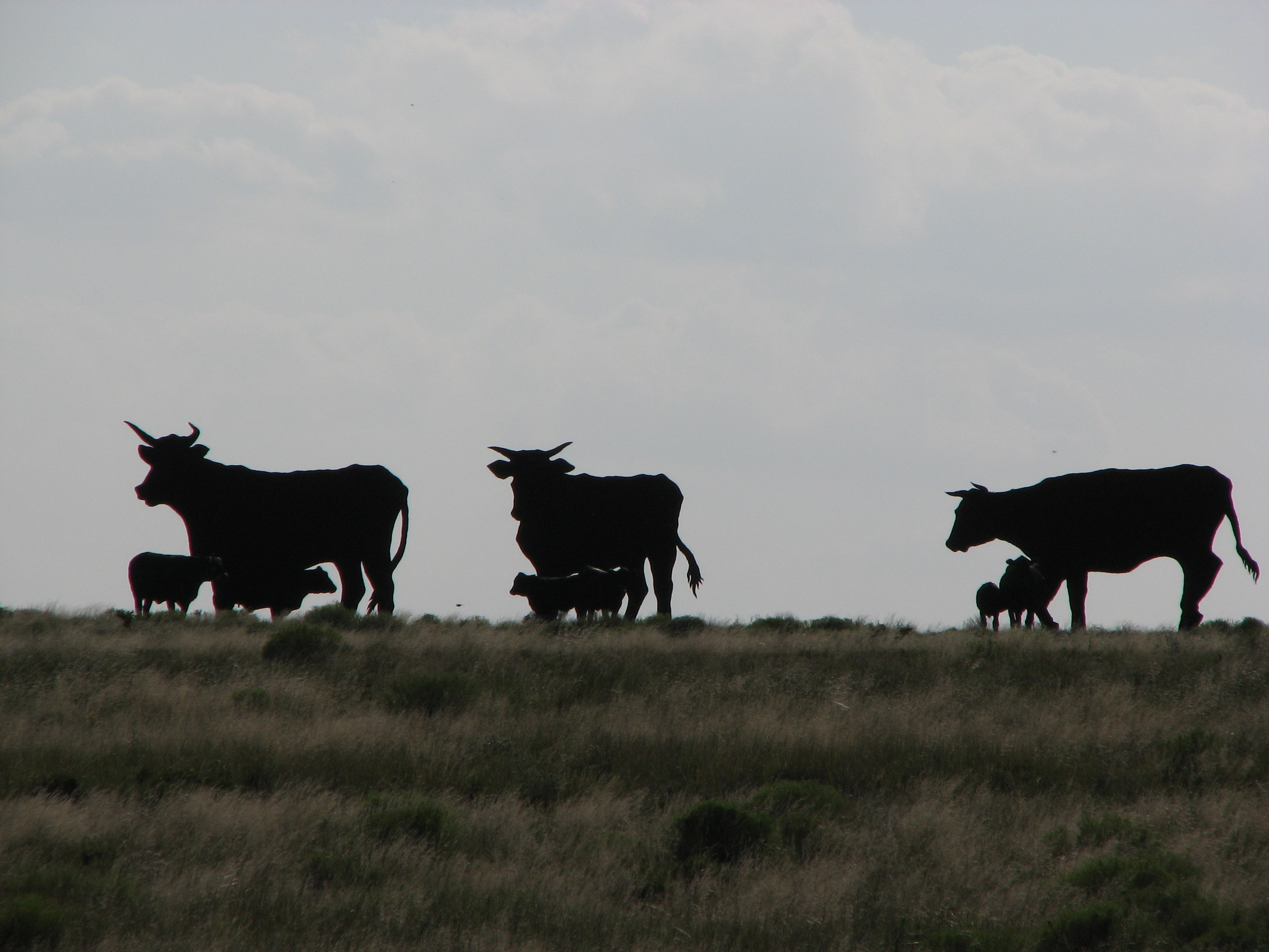 Real cattle enjoying the shade produced by the forgeries!