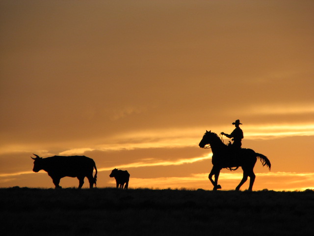 A golden New Mexico sunset!